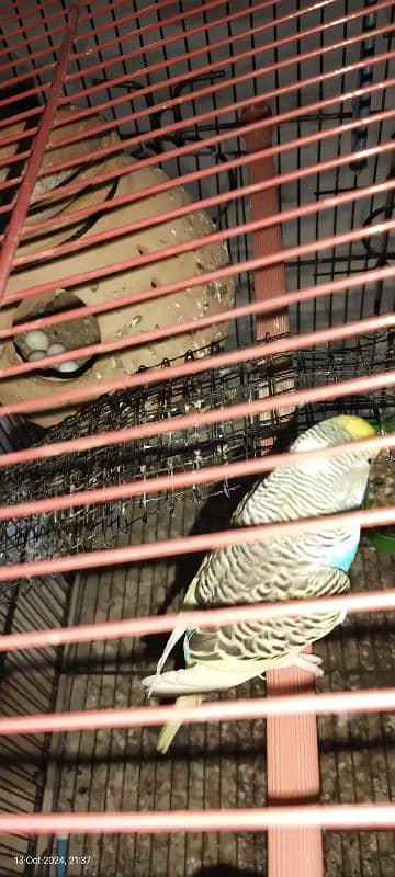 birds only cage KY price alag hn 5