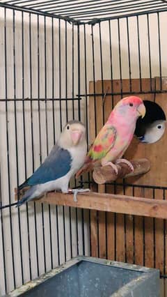 lovebird