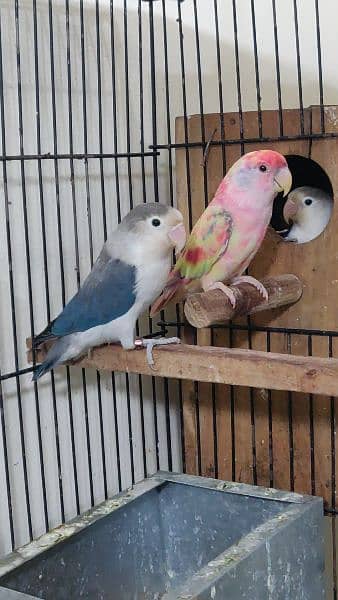 lovebird pair breader pair hai 150 year age hai 1