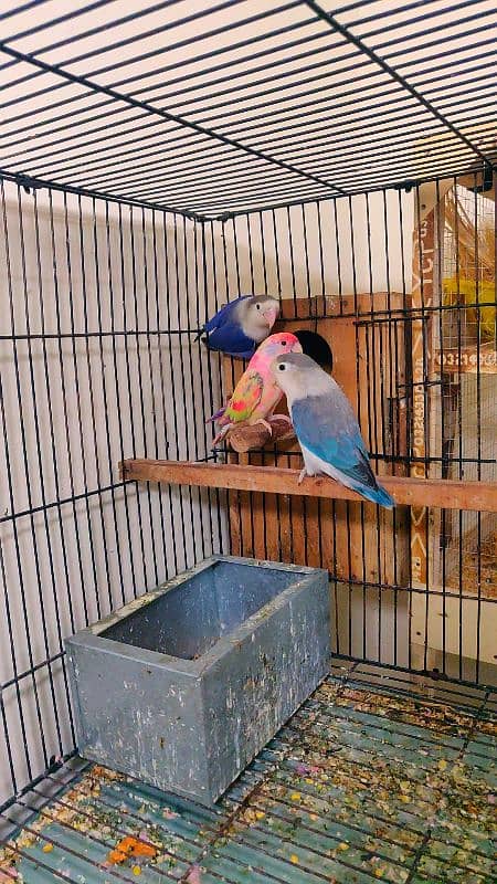 lovebird pair breader pair hai 150 year age hai 2