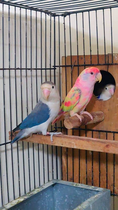 lovebird pair breader pair hai 150 year age hai 3