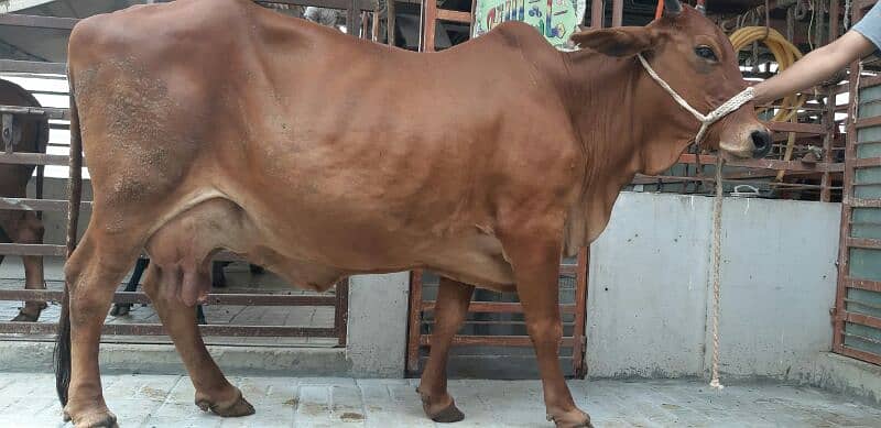 PURE SAHIWAL OR CHOLISTANI NASAL KI COW 1