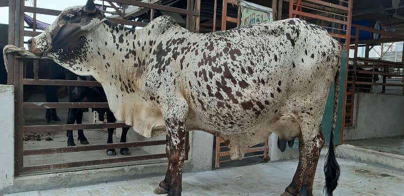 PURE SAHIWAL OR CHOLISTANI NASAL KI COW 5