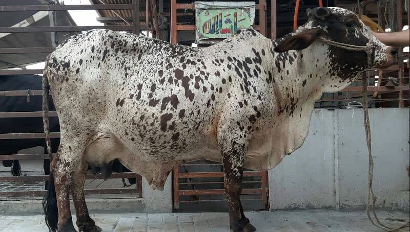 PURE SAHIWAL OR CHOLISTANI NASAL KI COW 6