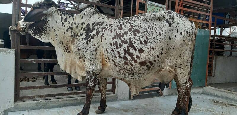 PURE SAHIWAL OR CHOLISTANI NASAL KI COW 7