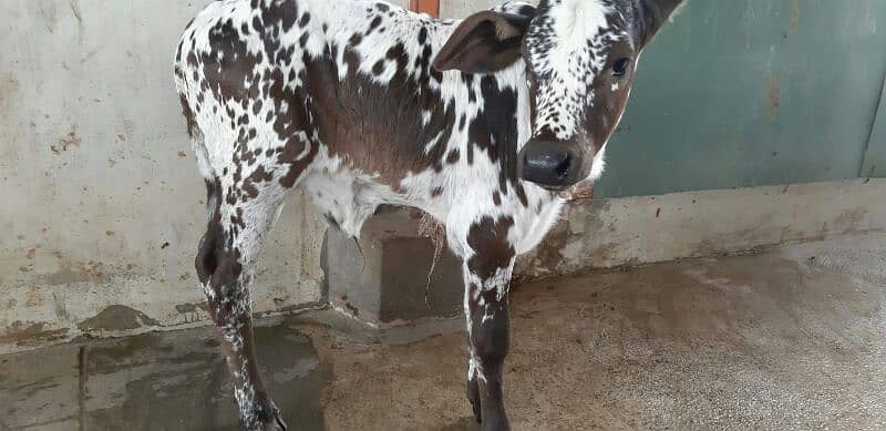 PURE SAHIWAL OR CHOLISTANI NASAL KI COW 8