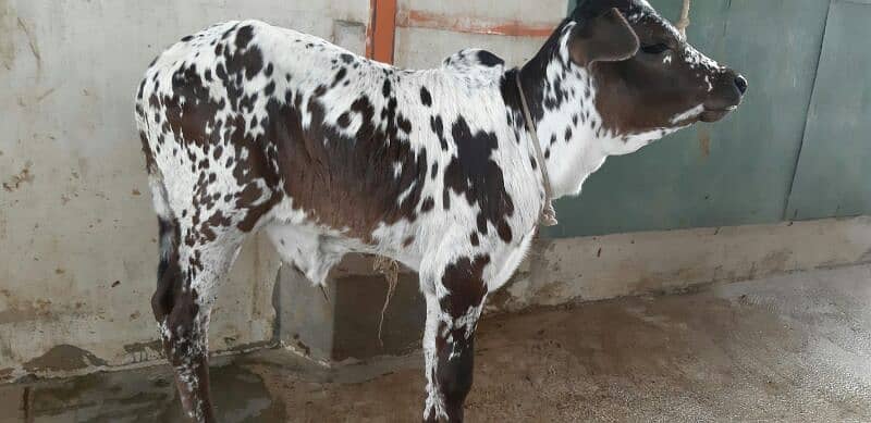 PURE SAHIWAL OR CHOLISTANI NASAL KI COW 9