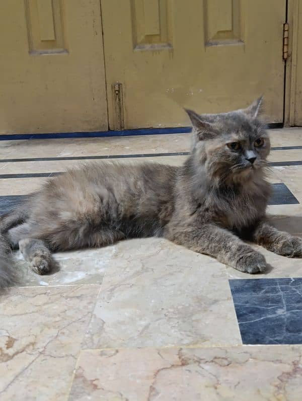 Persian cats pair for sale 0