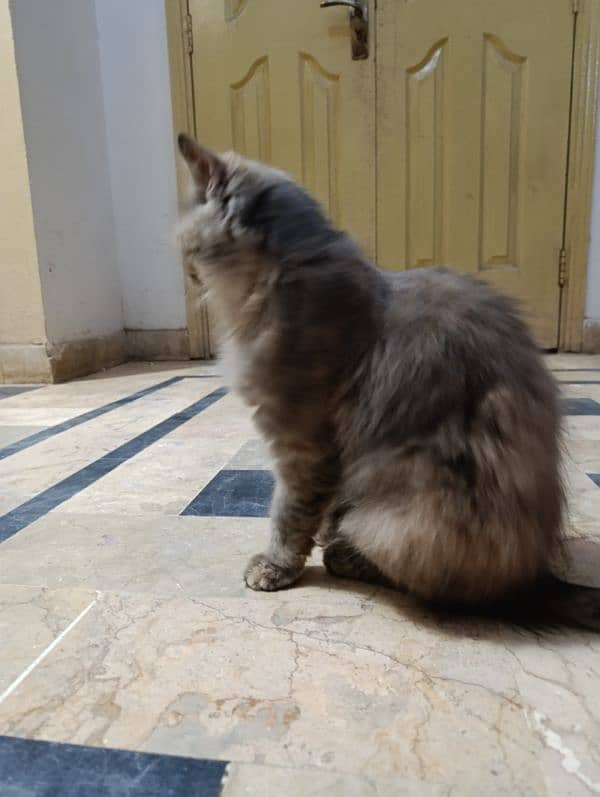 Persian cats pair for sale 1