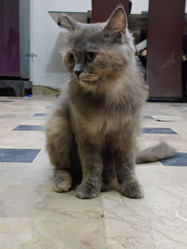 Persian cats pair for sale 2