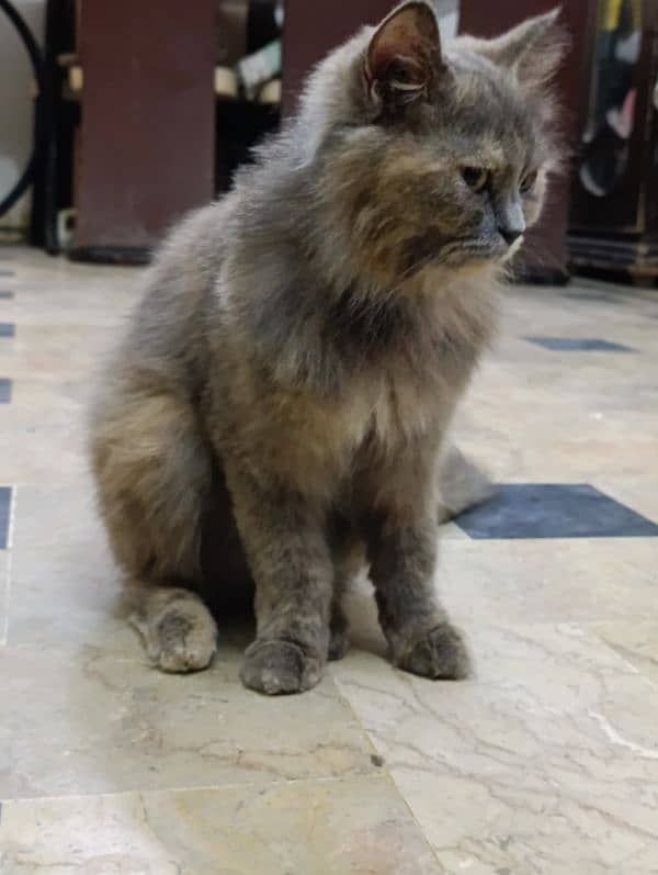 Persian cats pair for sale 3