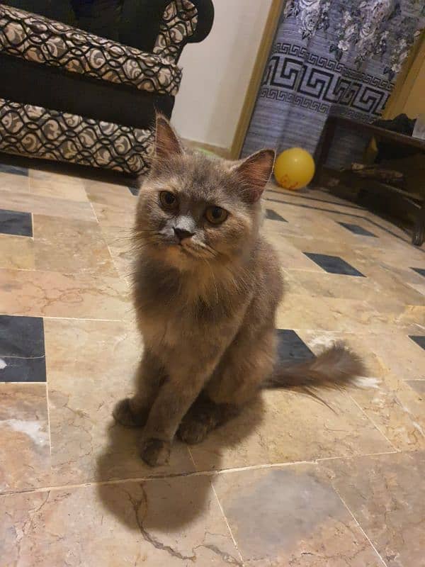 Persian cats pair for sale 4