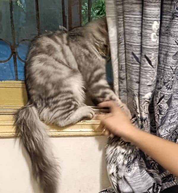 Persian cats pair for sale 6