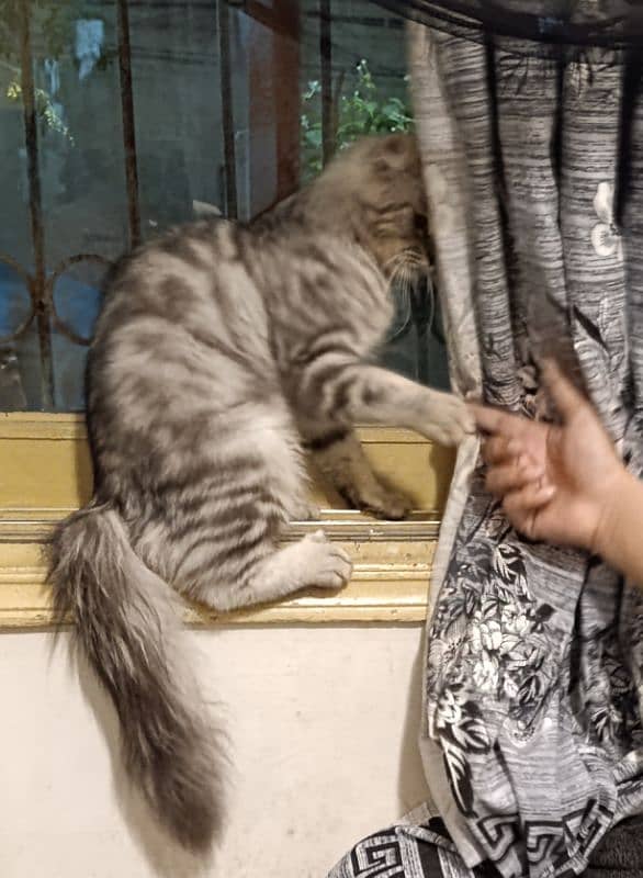 Persian cats pair for sale 7