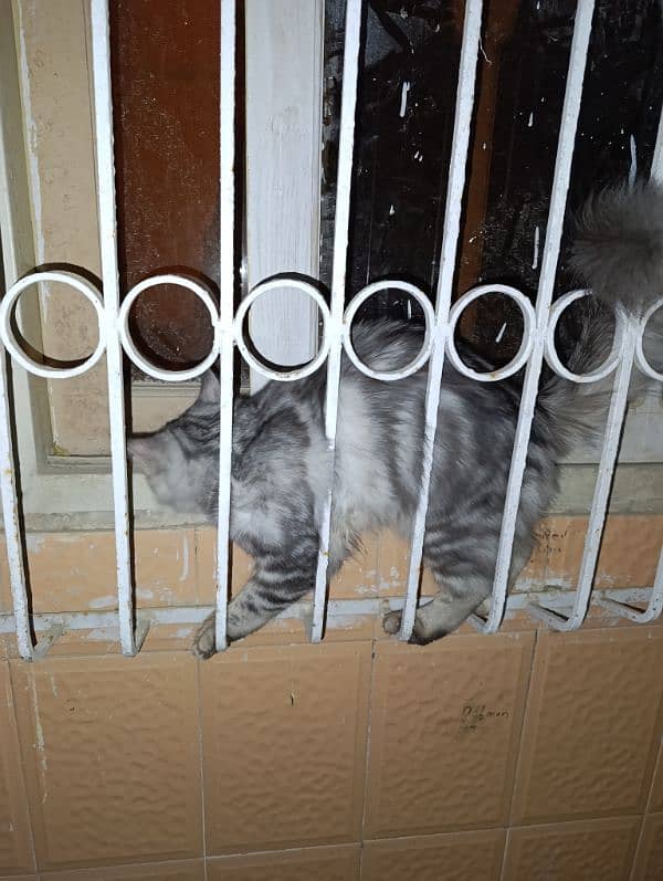 Persian cats pair for sale 11