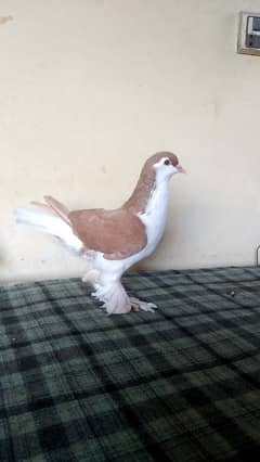 lahore Sherazi pigeon (females) huge size 0