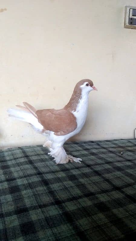 lahore Sherazi pigeon (females) huge size 0