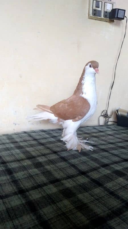 lahore Sherazi pigeon (females) huge size 3