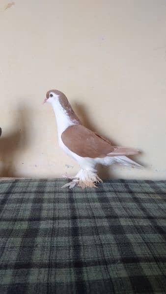 lahore Sherazi pigeon (females) huge size 18