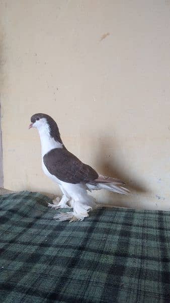 lahore Sherazi pigeon (females) huge size 19