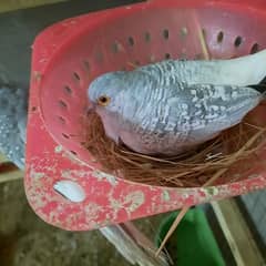 dimond dove two pairs and one chick with cage for sale