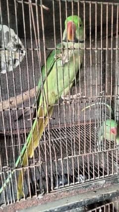 PAIR  RAW PARROTS KING SIZE