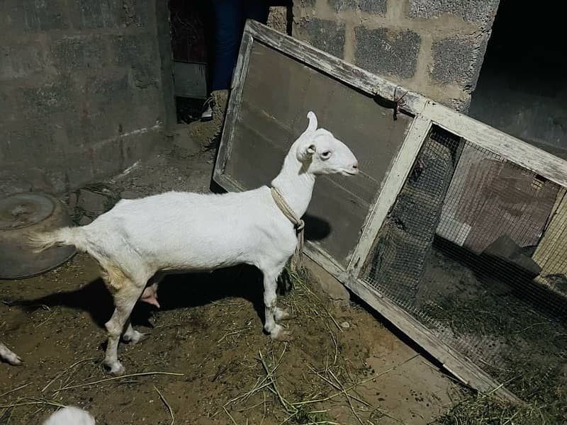 goat female 2