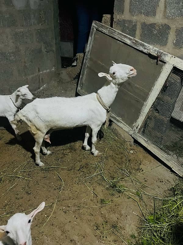 goat female 7