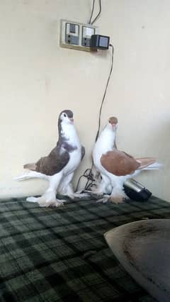 lahore sherazi pigeon (females)