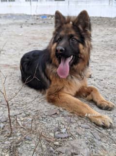 long coat Germany shepherd 15 month age