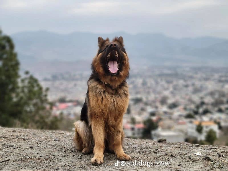 long coat Germany shepherd 15 month age 1