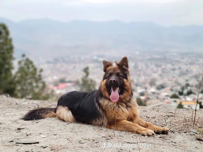 long coat Germany shepherd 15 month age 2