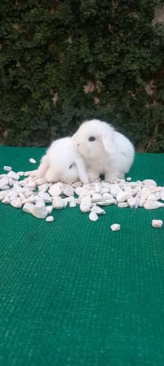 Holland lop bunnies/punch face