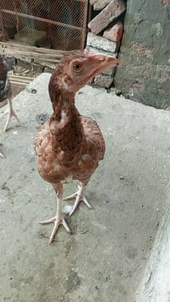 urgent sale top quality aseel chick