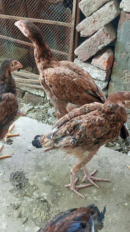 urgent sale top quality aseel chick 1