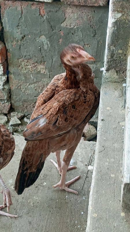 urgent sale top quality aseel chick 3