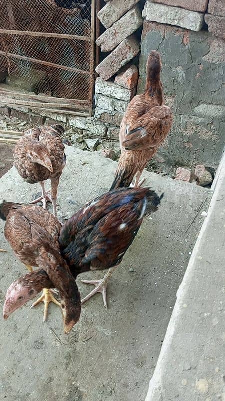 urgent sale top quality aseel chick 5