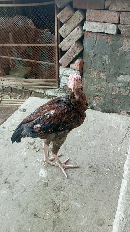 urgent sale top quality aseel chick 8