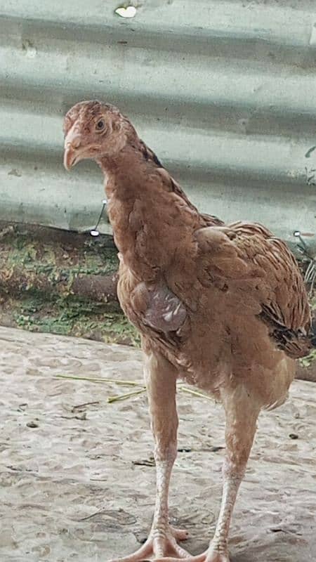 urgent sale top quality aseel chick 9