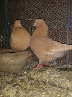 Brown king beautiful breeder pair