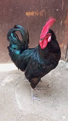 Pure Black Australorp heavy