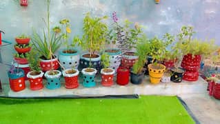 30 plants and pots for sale