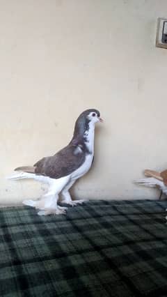 lahore Sherazi pigeon females