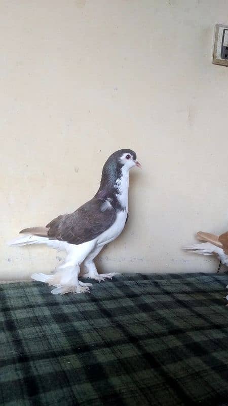 lahore Sherazi pigeon females 0