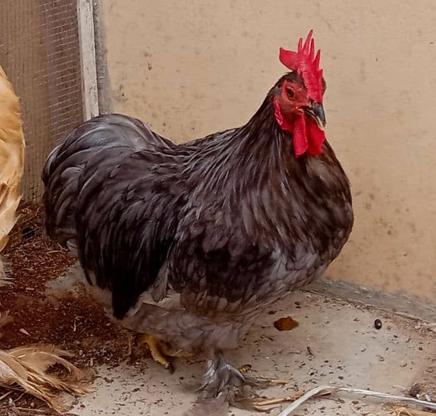 bantam cochin 0313(2717)693 1