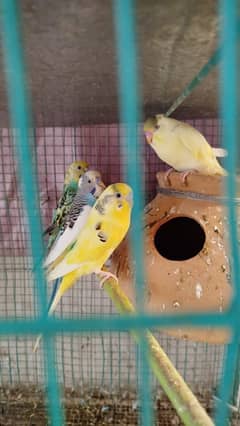 Australian Parrot for Sale with Cage