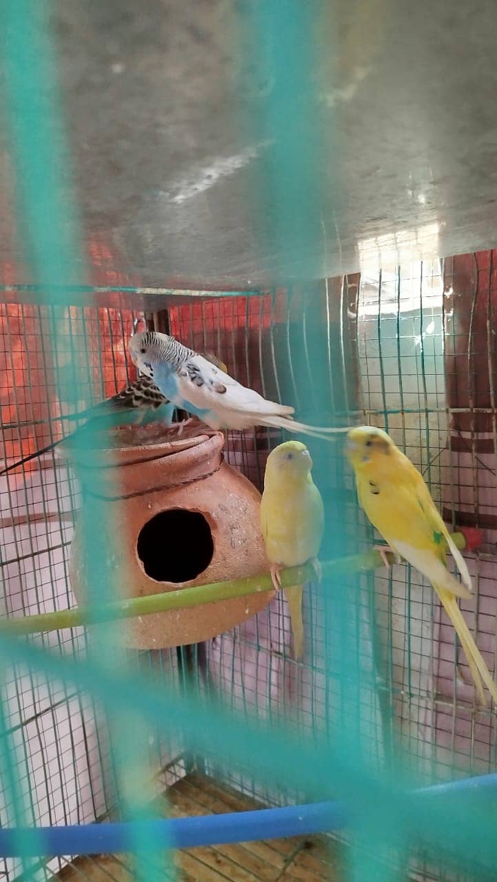 Australian Parrot for Sale with Cage 1