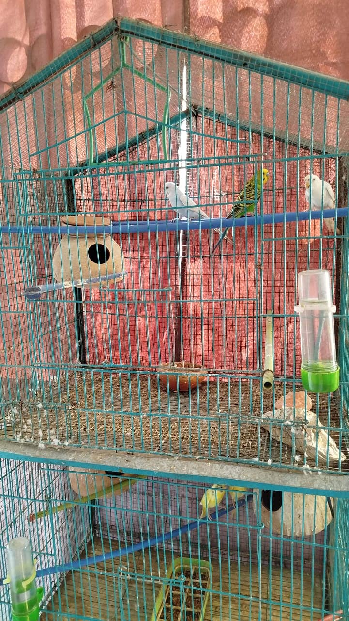 Australian Parrot for Sale with Cage 2