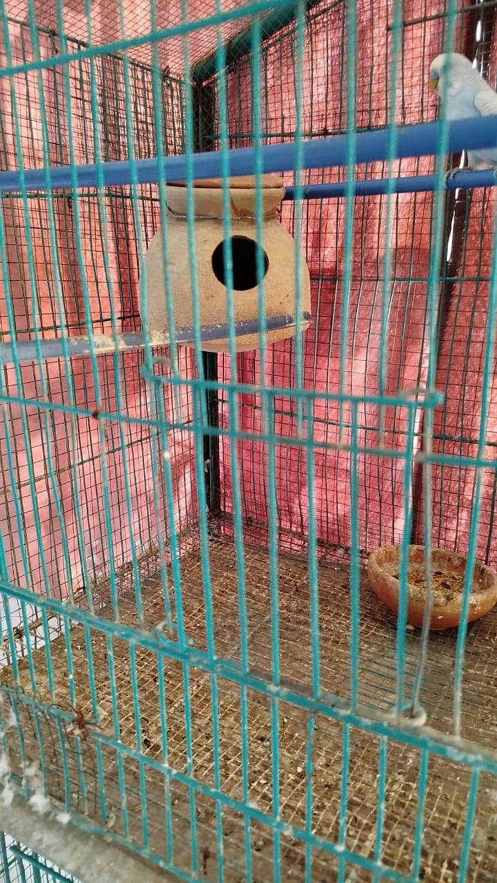 Australian Parrot for Sale with Cage 3