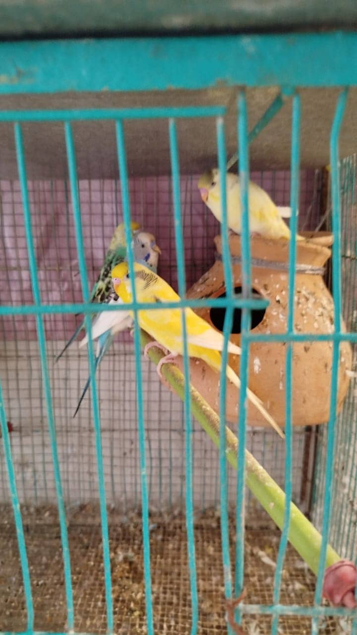 Australian Parrot for Sale with Cage 5